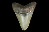 Fossil Megalodon Tooth - North Carolina #130028-1